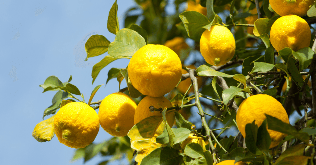 Mirisne note Dolce Gabbana Light Blue - Citrusi